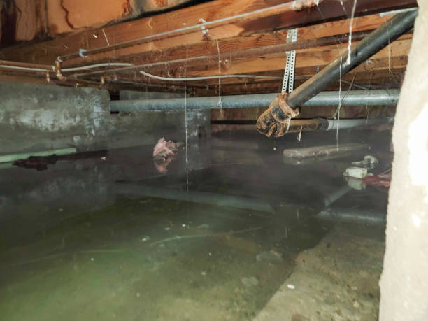 Best Water damage repair service  in Dickinson, ND